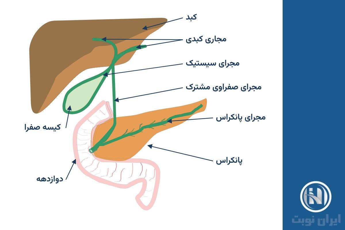 مجاری صفراوی و پانکراس کجا هستند؟