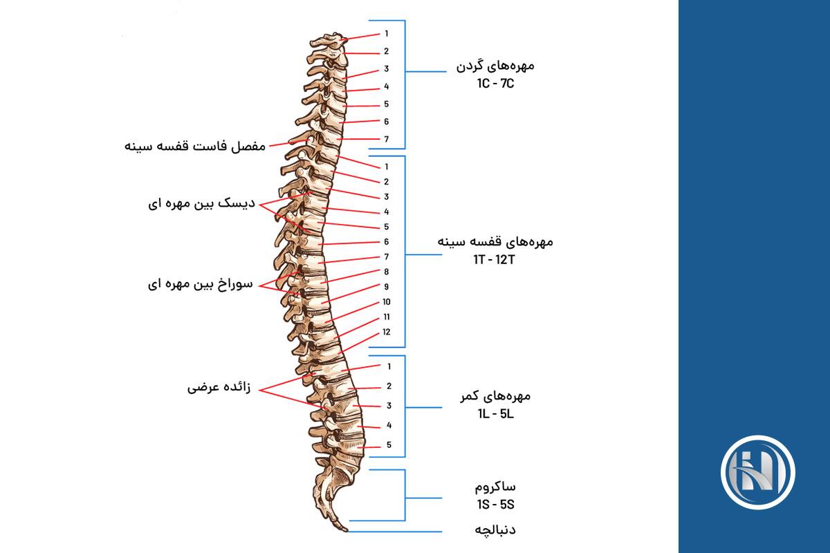 ام آر آی ستون فقرات چیست؟ ام آر آی ستون فقرات چیست؟
