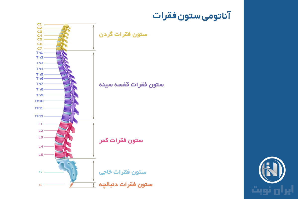 آناتومی ستون فقرات یا ساختار و عملکرد ستون فقرات