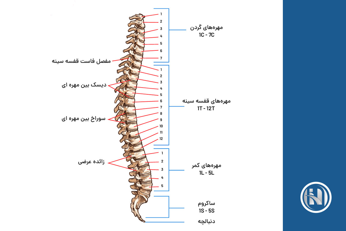 ام آر آی ستون فقرات چیست؟